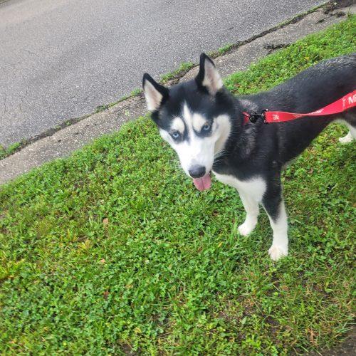 Enlarge Tuti 5796 D, a Adoptable Siberian Husky in Frankfort, KY image 2/6