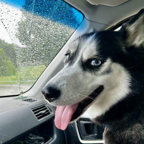 Enlarge Tuti 5796 D, a Adoptable Siberian Husky in Frankfort, KY image 3/6