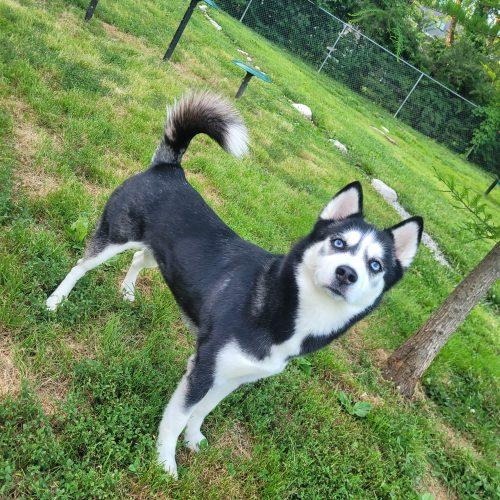 Enlarge Tuti 5796 D, a Adoptable Siberian Husky in Frankfort, KY image 4/6