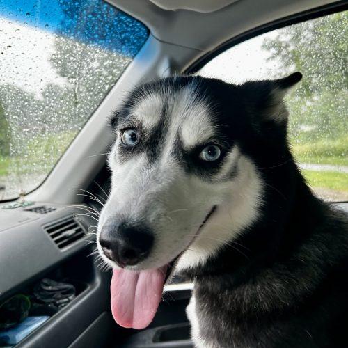 Enlarge Tuti 5796 D, a Adoptable Siberian Husky in Frankfort, KY image 5/6