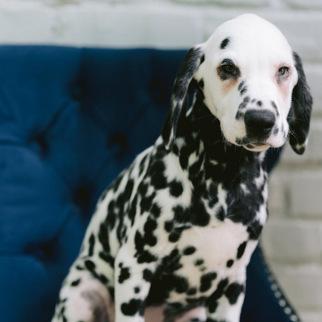 Enrique, ADOPTABLE, Puppy Male Dalmatian.