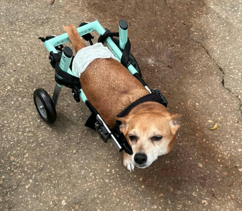 Enlarge Bentley, a Adoptable Chihuahua in Osteen, FL image 1/3