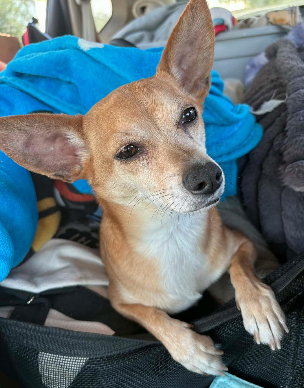 Enlarge Bentley, a Adoptable Chihuahua in Osteen, FL image 2/3