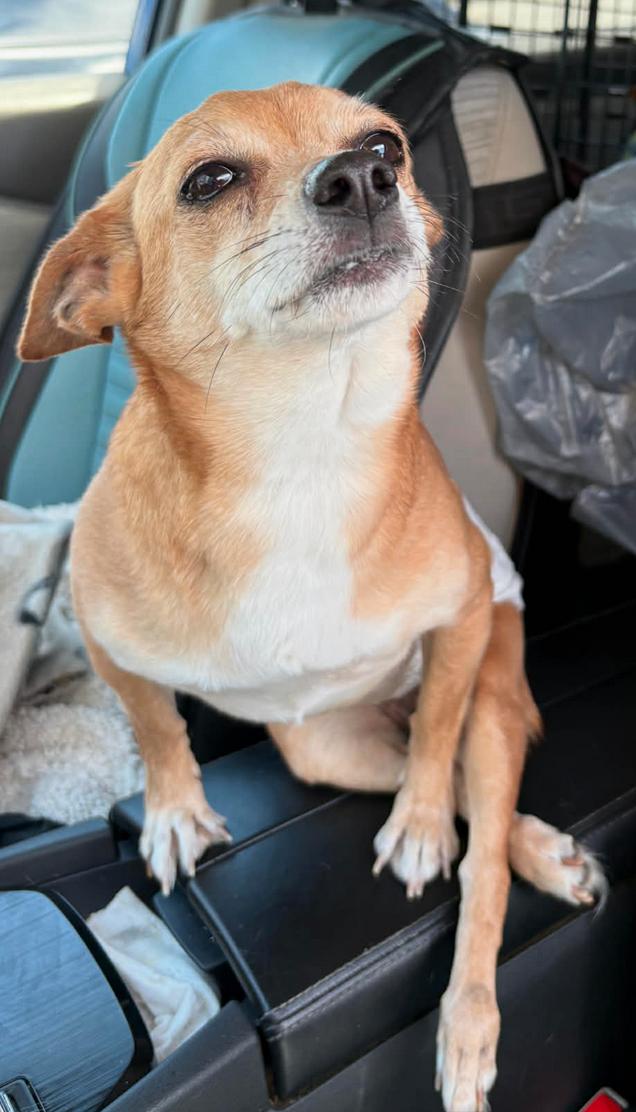 Enlarge Bentley, a Adoptable Chihuahua in Osteen, FL image 3/3