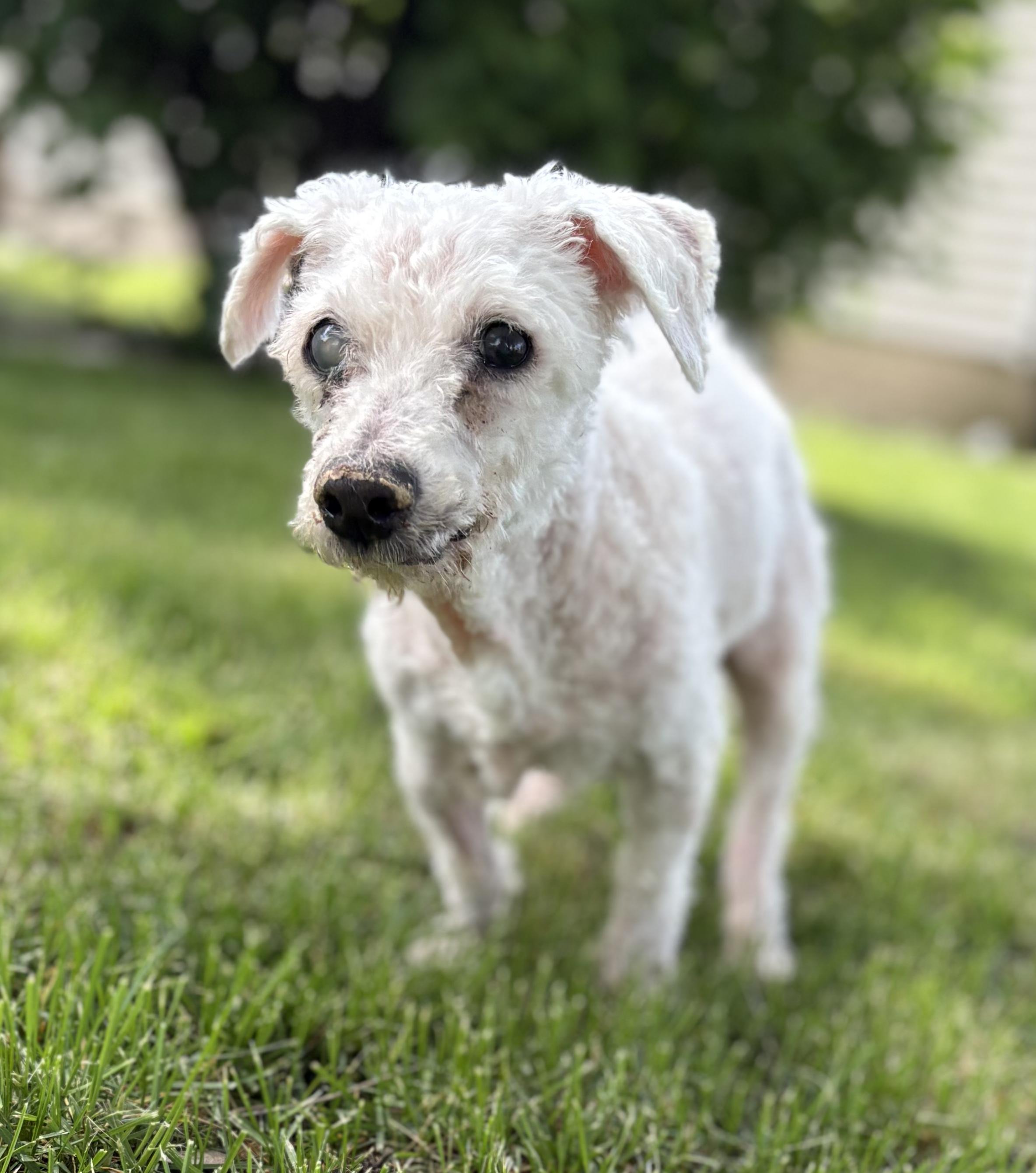Foffie, an adoptable Maltipoo in Bloomington, IL, 61701 | Photo Image 2