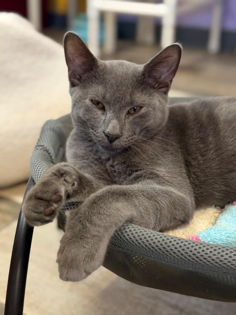 Baobab, Adopted, Young Male Domestic Short Hair.