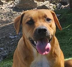 Enlarge Jumbo Zoom - Good with kids and dogs, a Adoptable mixed breed in Woburn, MA image 1/6
