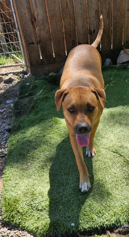 Enlarge Jumbo Zoom - Good with kids and dogs, a Adoptable mixed breed in Woburn, MA image 6/6