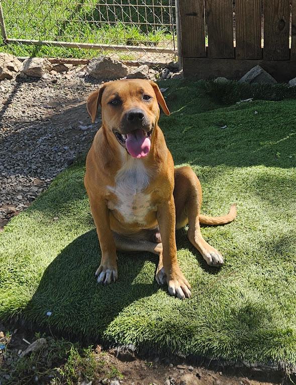 Enlarge Jumbo Zoom - Good with kids and dogs, a Adoptable mixed breed in Woburn, MA image 4/6