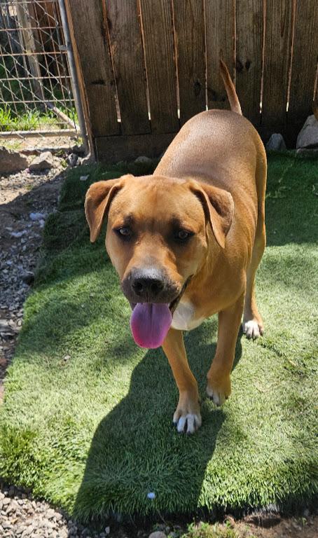 Enlarge Jumbo Zoom - Good with kids and dogs, a Adoptable mixed breed in Woburn, MA image 2/6