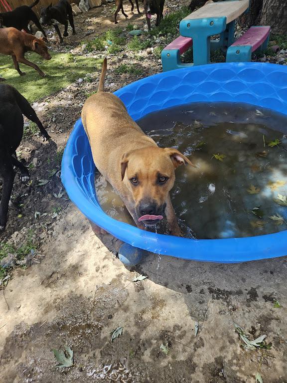 Enlarge Jumbo Zoom - Good with kids and dogs, a Adoptable mixed breed in Woburn, MA image 5/6