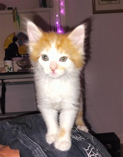 BRUTUS, Adoptable, Kitten Male Domestic Long Hair.