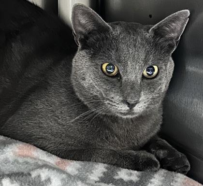 Jonathon, an adoptable Domestic Short Hair in Redmond, OR, 97756 | Photo Image 1
