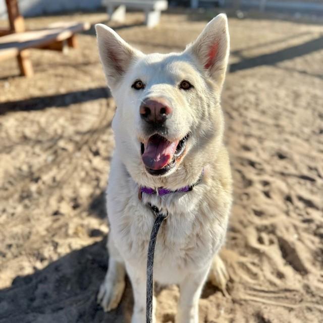 CAMILLO, Adoptable, Adult Male Siberian Husky & Chow Chow.