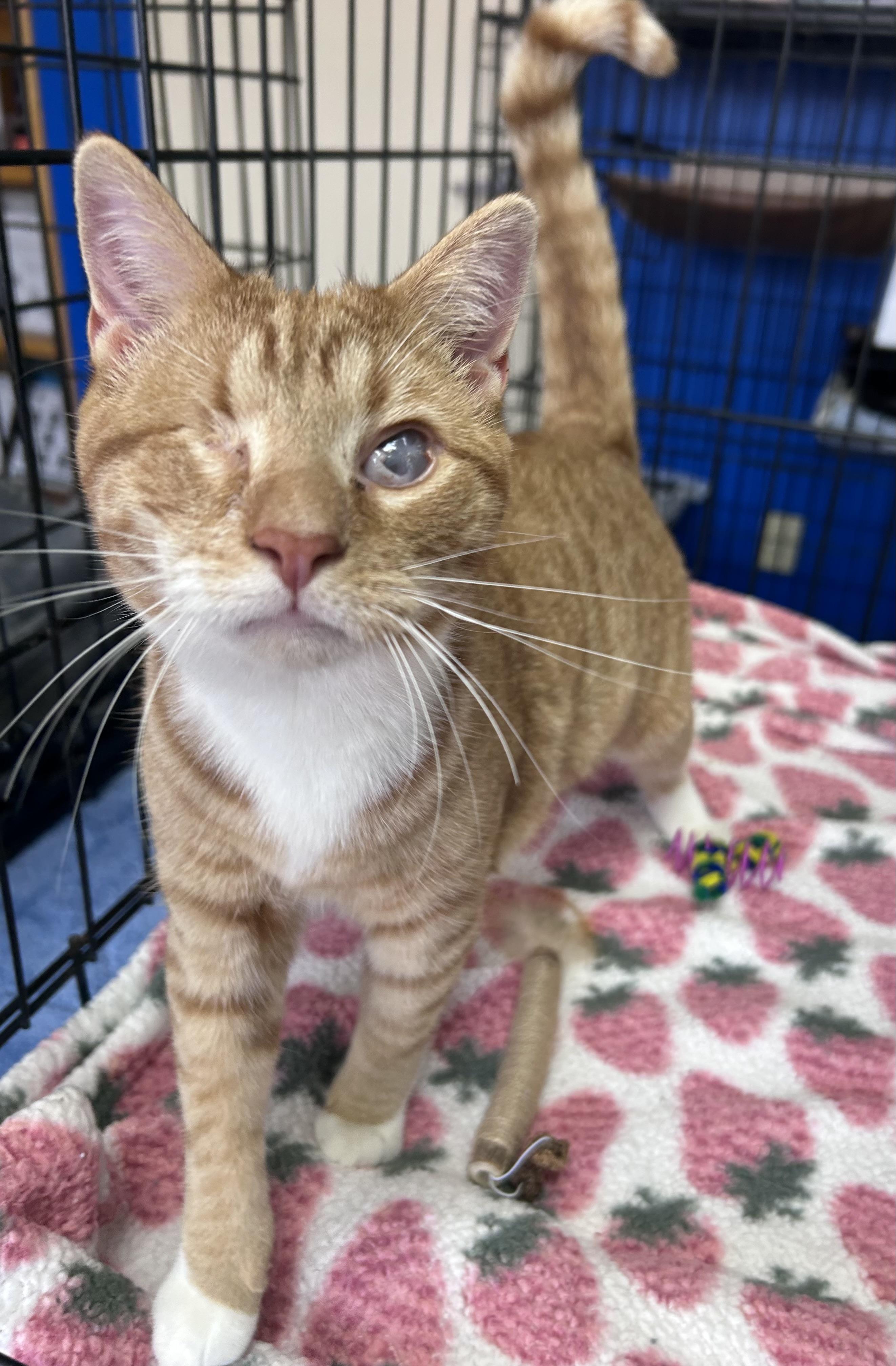 Enlarge Fairy, a Adoptable Domestic Short Hair in Greensboro, NC image 2/6