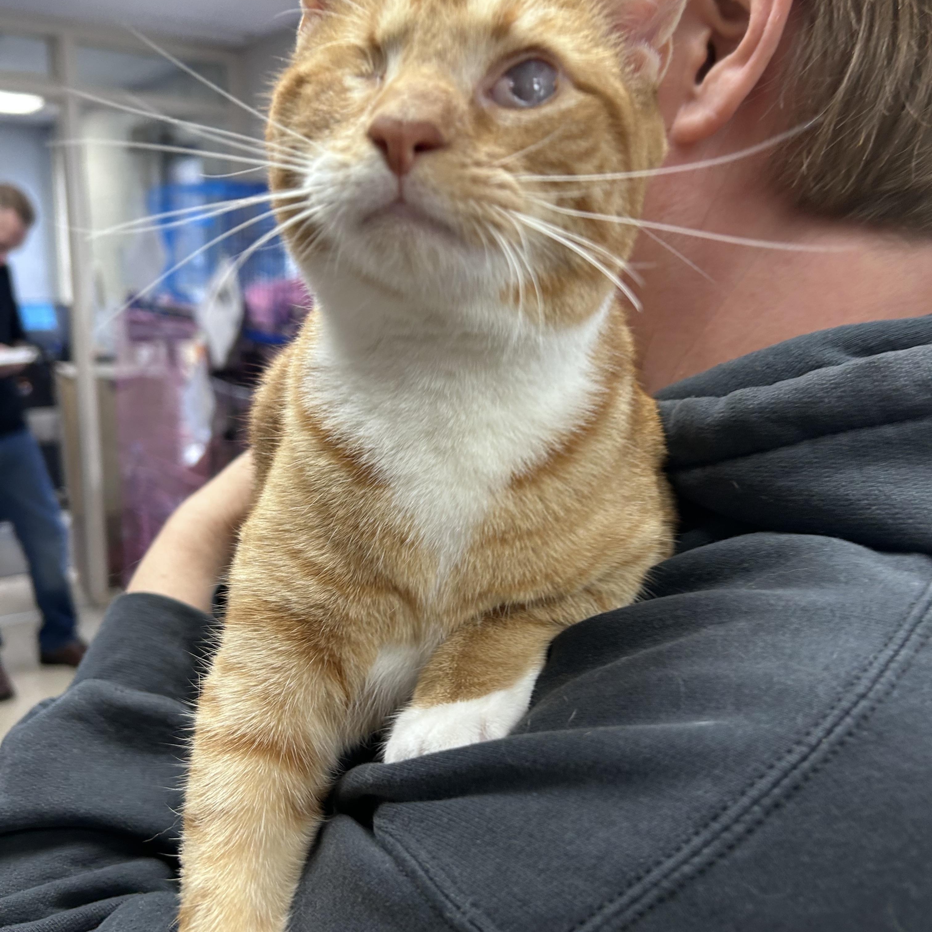 Fairy, Adoptable, Young Female Domestic Short Hair.