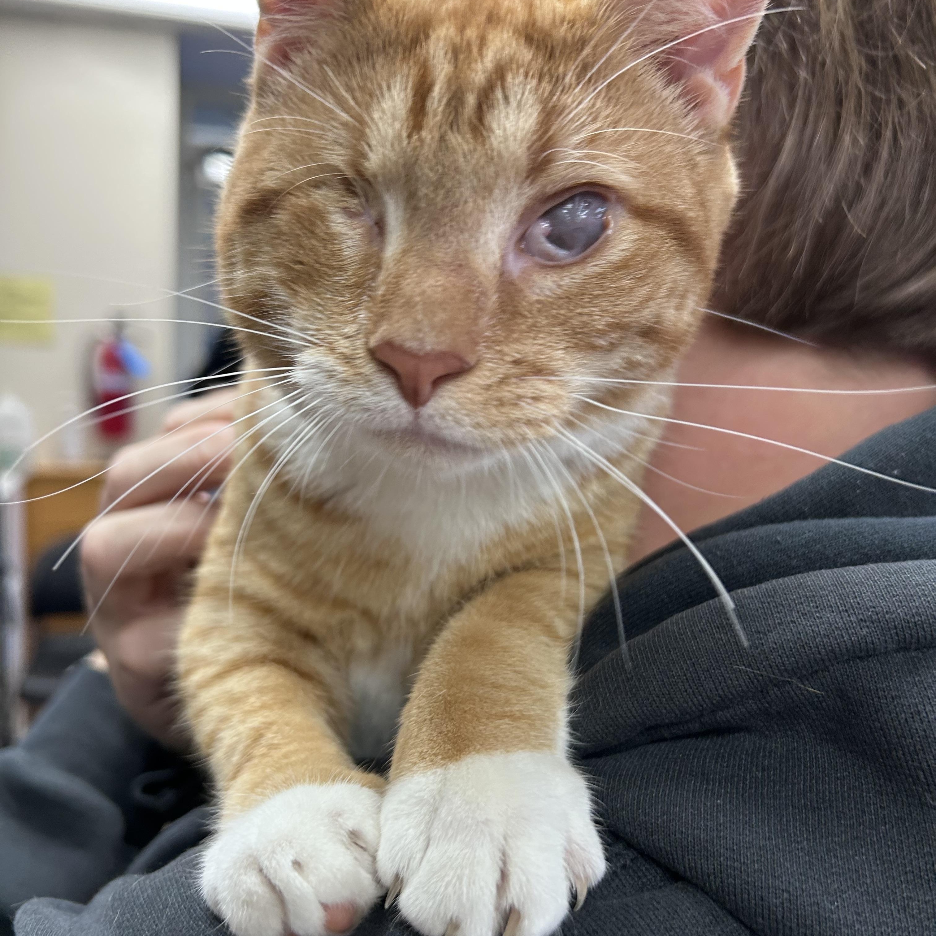 Fairy, Adoptable, Young Female Domestic Short Hair.