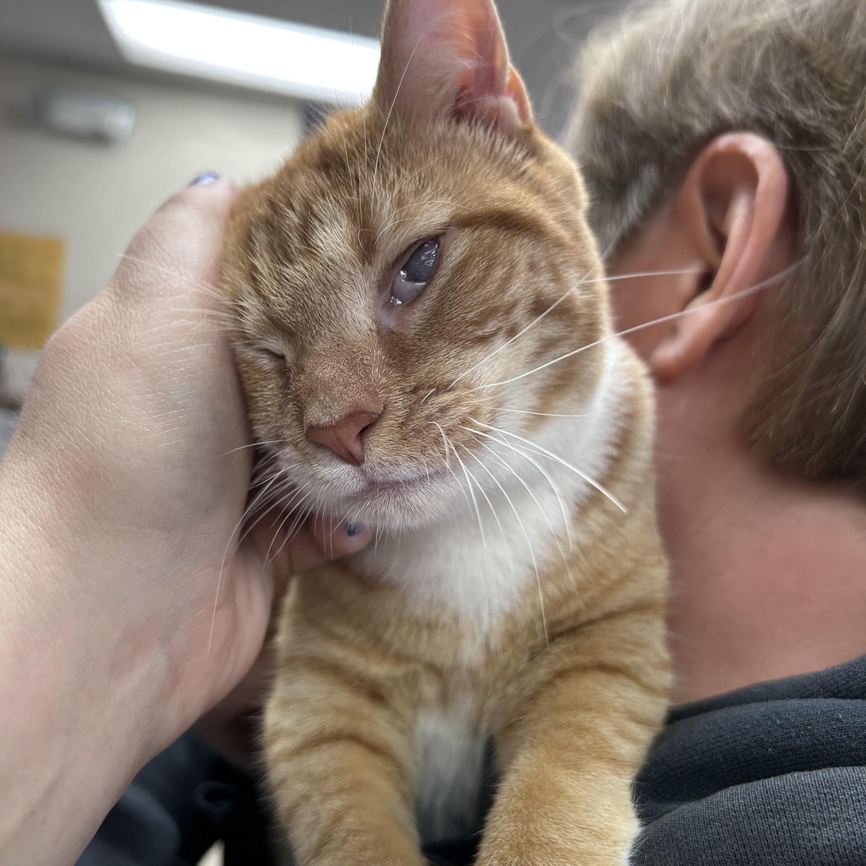 Enlarge Fairy, a Adoptable Domestic Short Hair in Greensboro, NC image 6/6