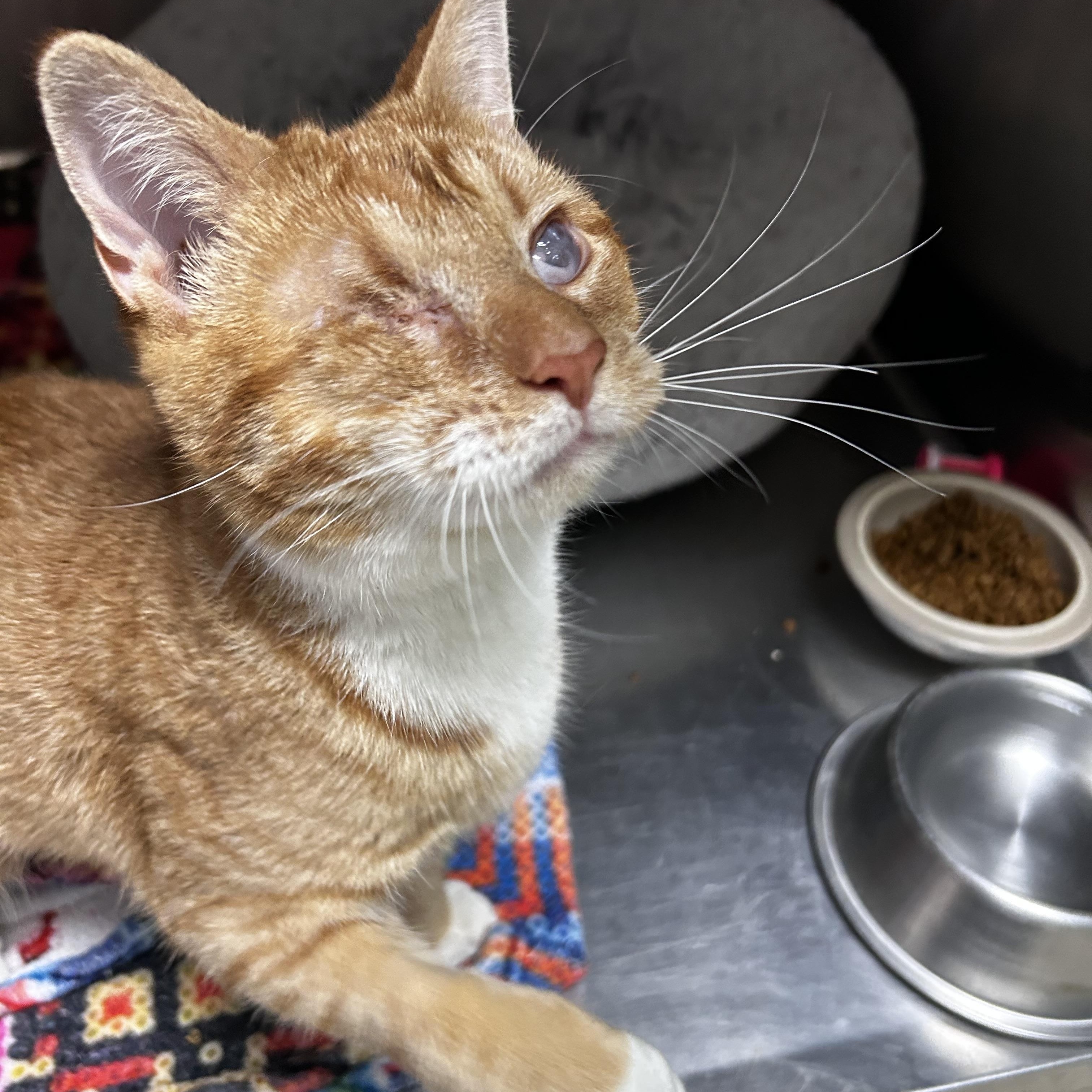 Enlarge Fairy, a Adoptable Domestic Short Hair in Greensboro, NC image 3/6