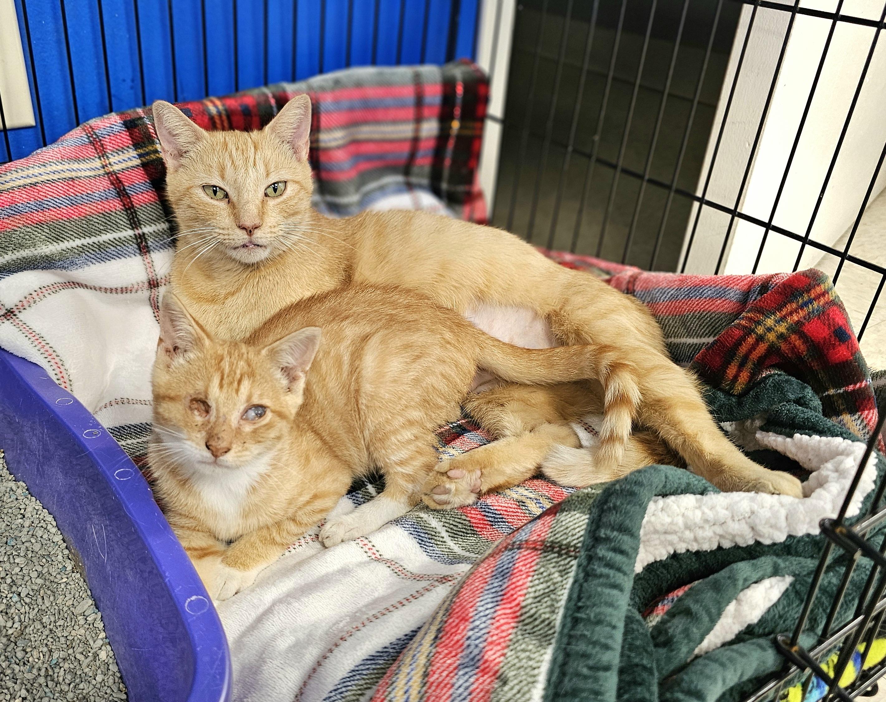 Fairy, Adoptable, Kitten Female Domestic Short Hair.