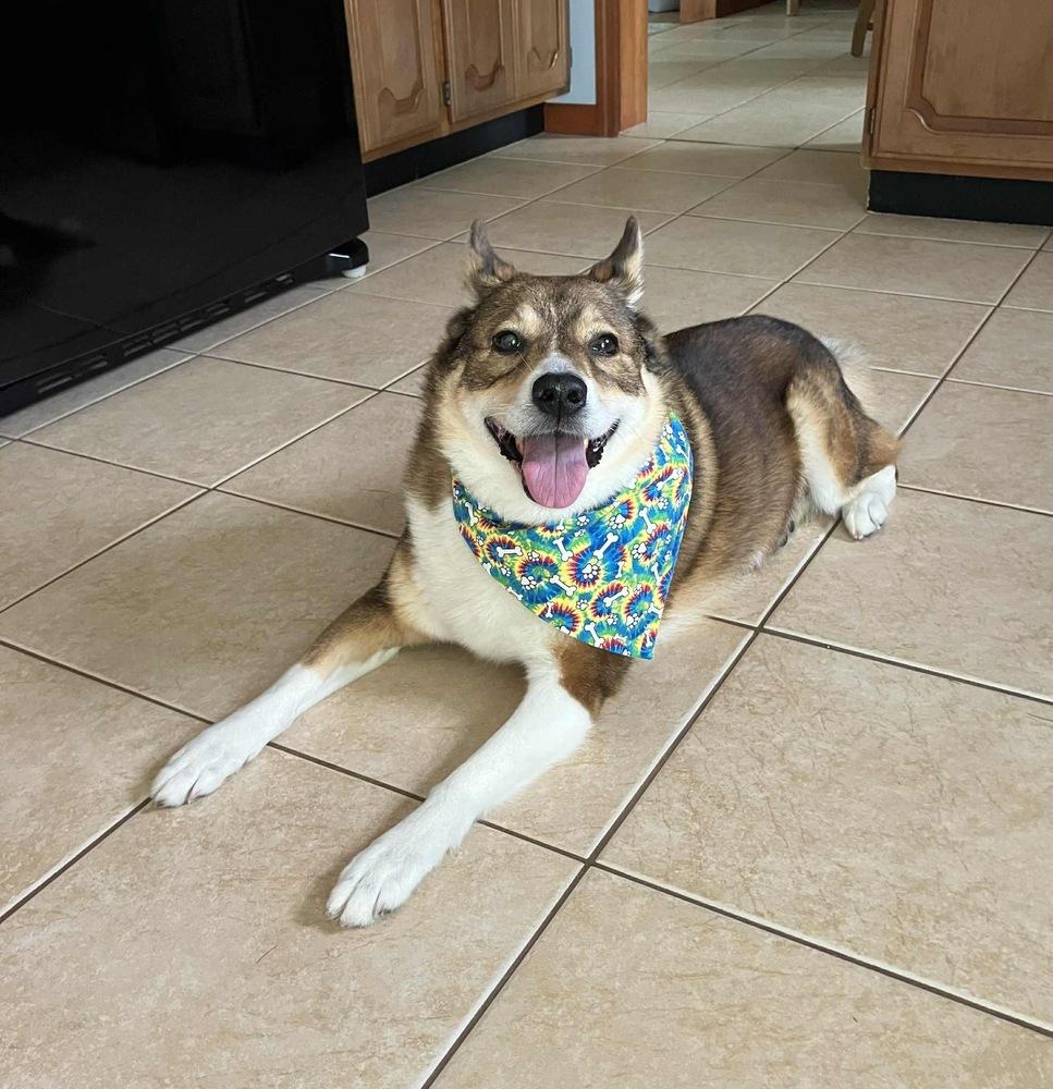 Kili, Adoptable, Senior Female Shiba Inu & Husky.
