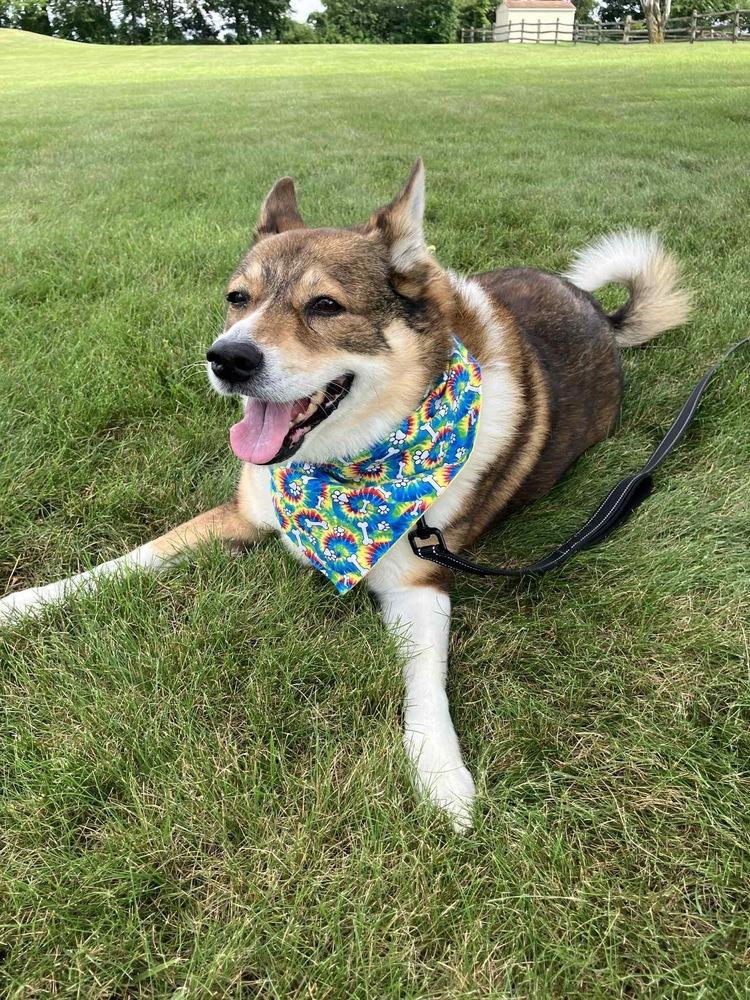 Enlarge Kili, a Adoptable mixed breed in Pottstown, PA image 2/6