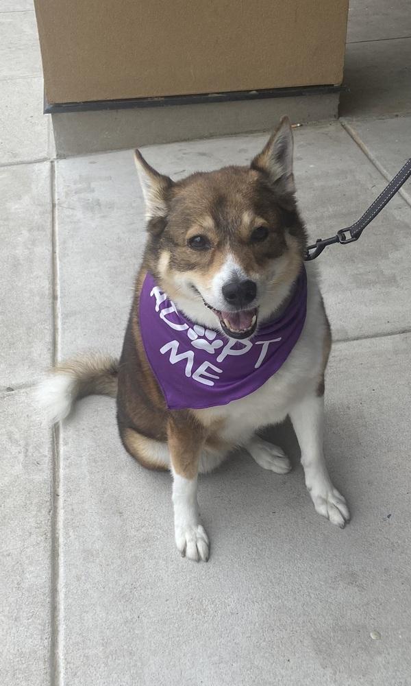 Enlarge Kili, a Adoptable mixed breed in Pottstown, PA image 3/6