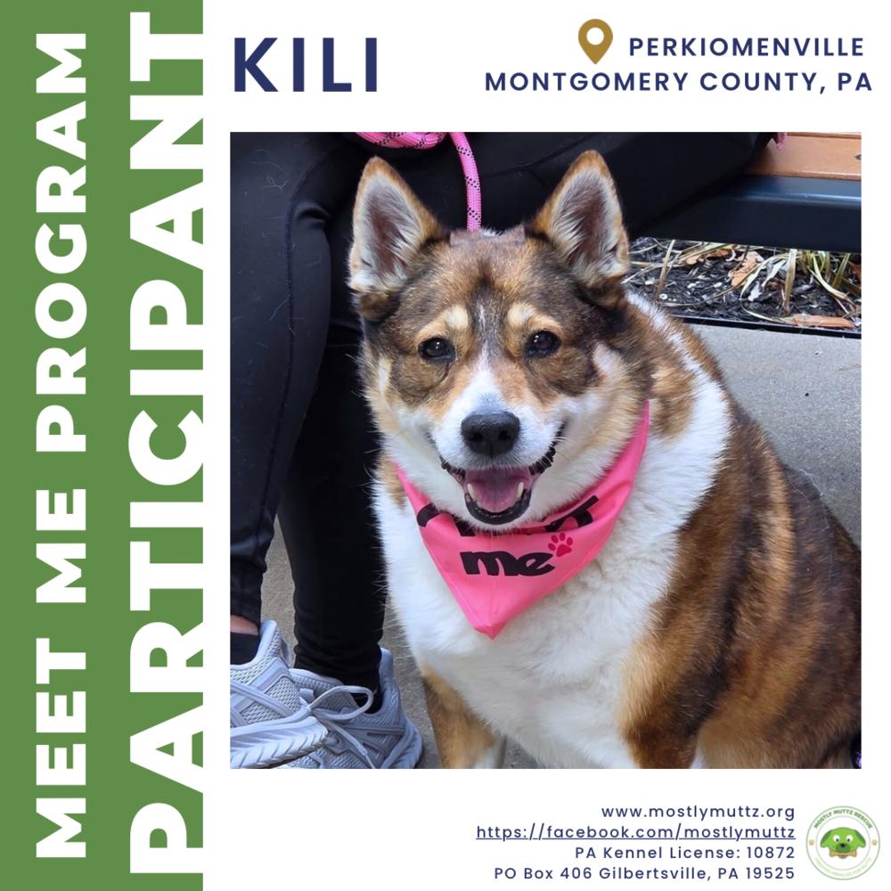 Kili, Adoptable, Senior Female Shiba Inu & Husky.