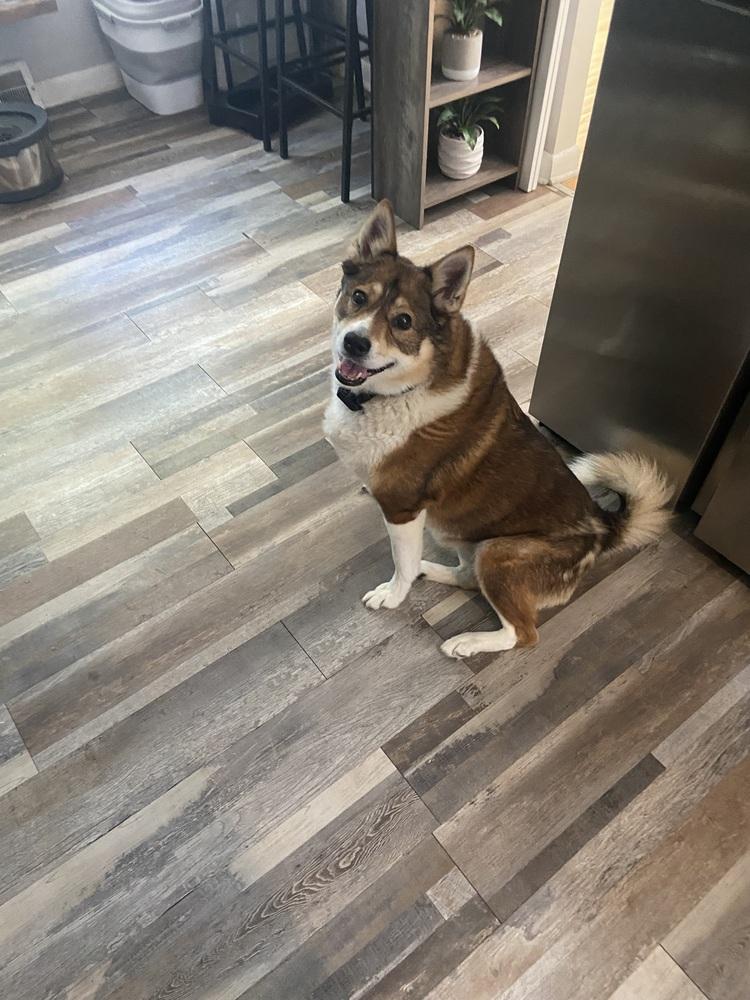 Enlarge Kili, a Adoptable mixed breed in Pottstown, PA image 6/6