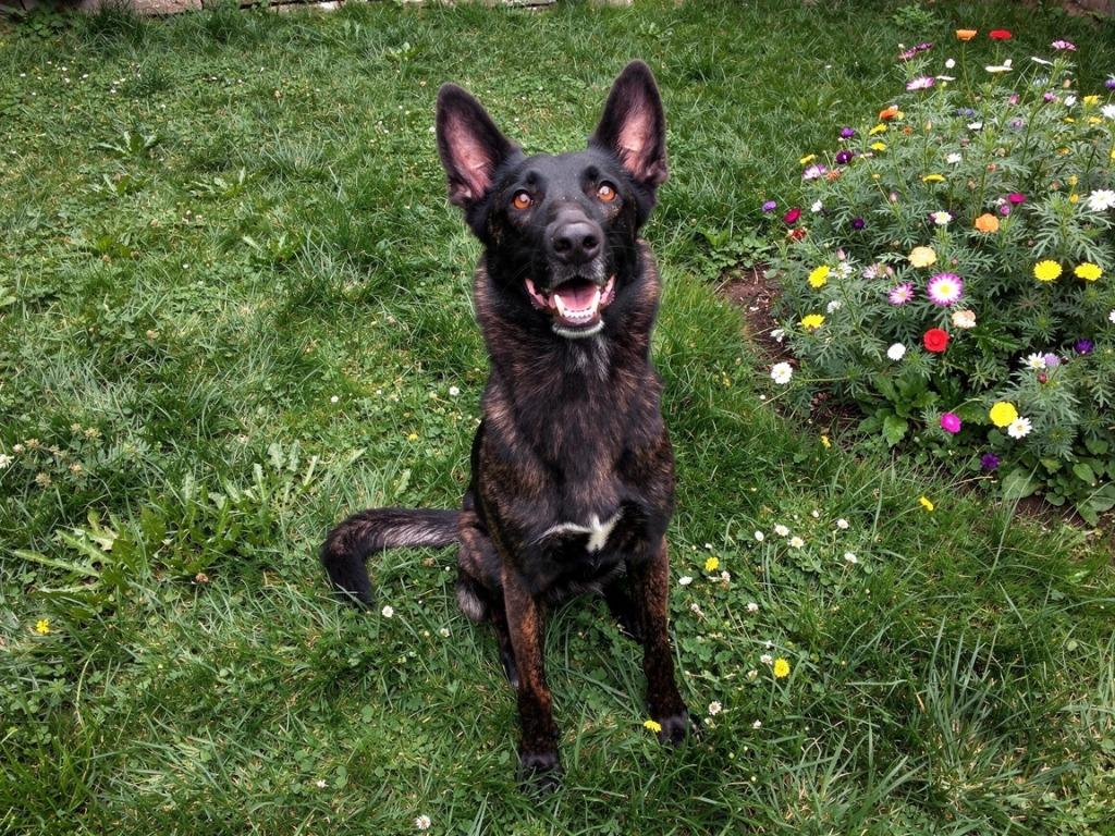 Chance, ADOPTABLE, Adult • Female, Dutch Shepherd & Belgian Shepherd / Malinois.