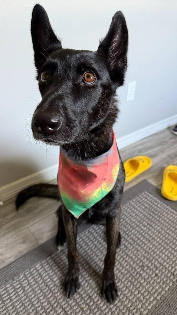 Enlarge Chance, a Adoptable mixed breed in Sebastian, FL image 2/6