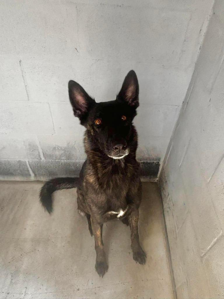 Enlarge Chance, a Adoptable mixed breed in Sebastian, FL image 4/6