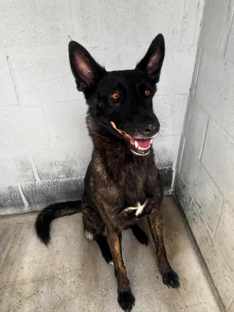 Enlarge Chance, a Adoptable mixed breed in Sebastian, FL image 5/6