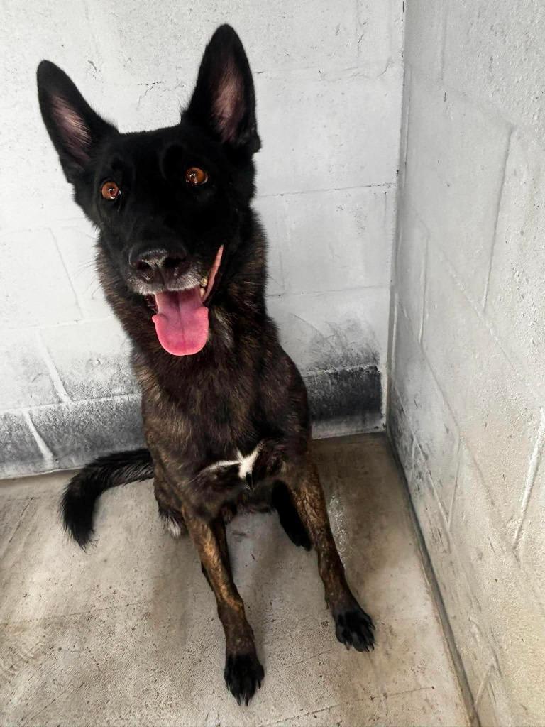 Enlarge Chance, a Adoptable mixed breed in Sebastian, FL image 6/6