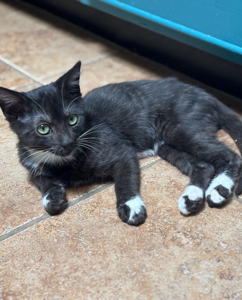 Enlarge Ringo, a Adoptable Domestic Medium Hair in Green Valley, AZ image 1/6