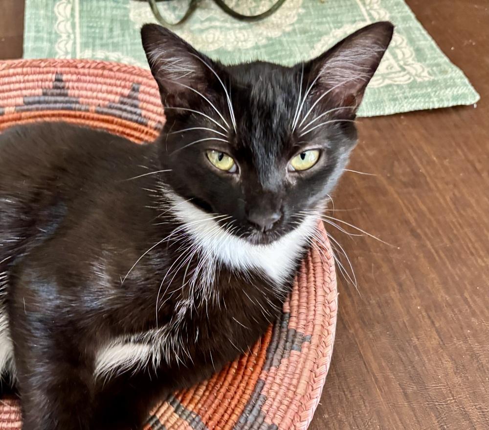 Enlarge Ringo, a Adoptable Domestic Medium Hair in Green Valley, AZ image 2/6