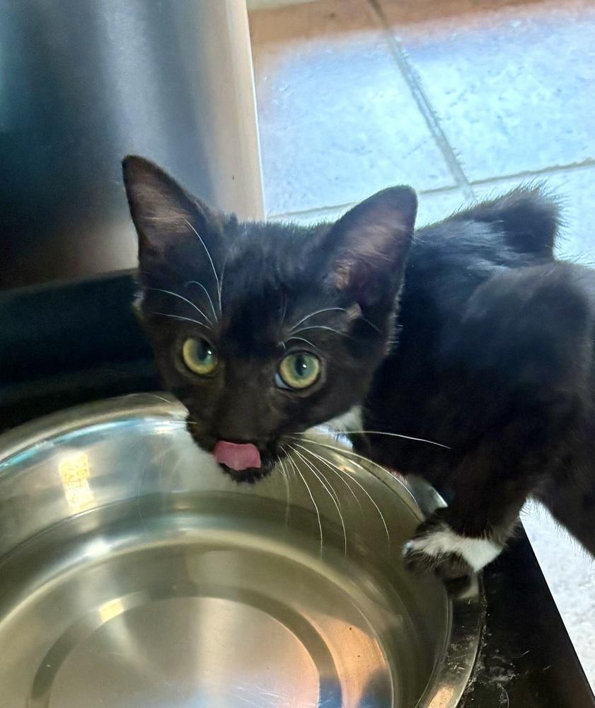 Enlarge Ringo, a Adoptable Domestic Medium Hair in Green Valley, AZ image 3/6