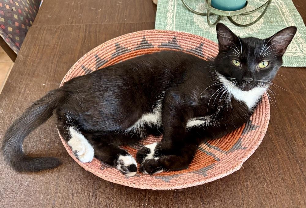 Enlarge Ringo, a Adoptable Domestic Medium Hair in Green Valley, AZ image 4/6
