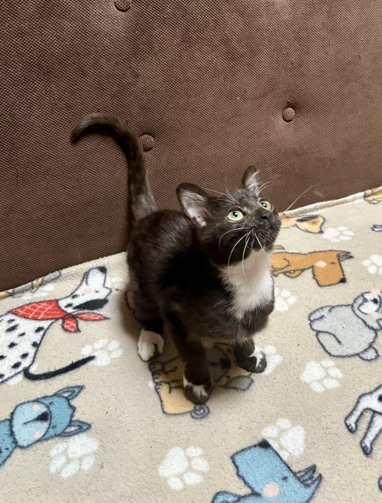 Enlarge Ringo, a Adoptable Domestic Medium Hair in Green Valley, AZ image 5/6