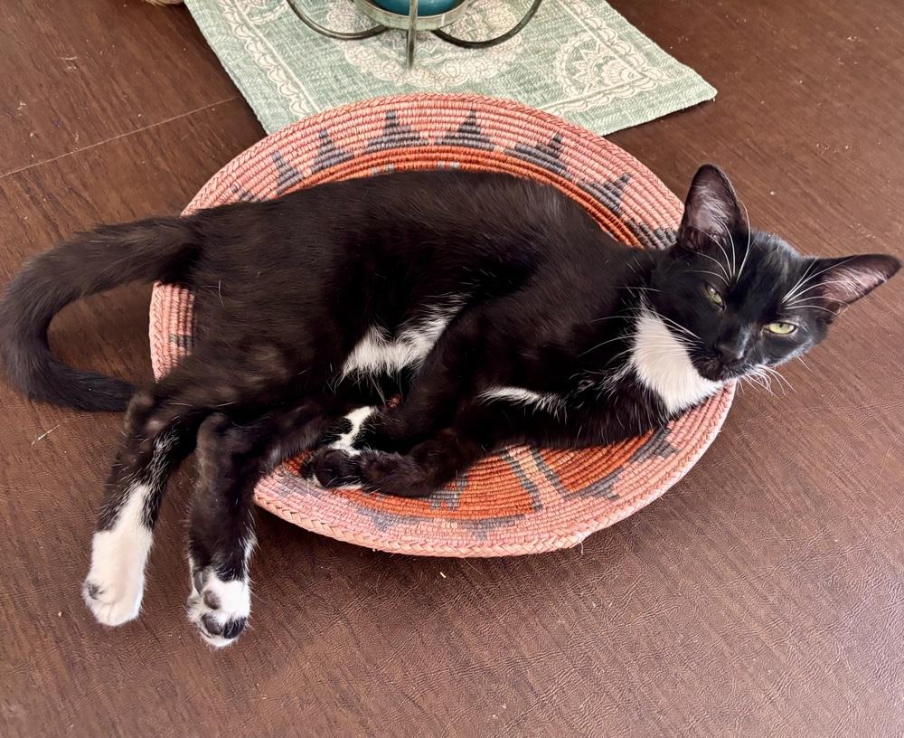 Enlarge Ringo, a Adoptable Domestic Medium Hair in Green Valley, AZ image 6/6