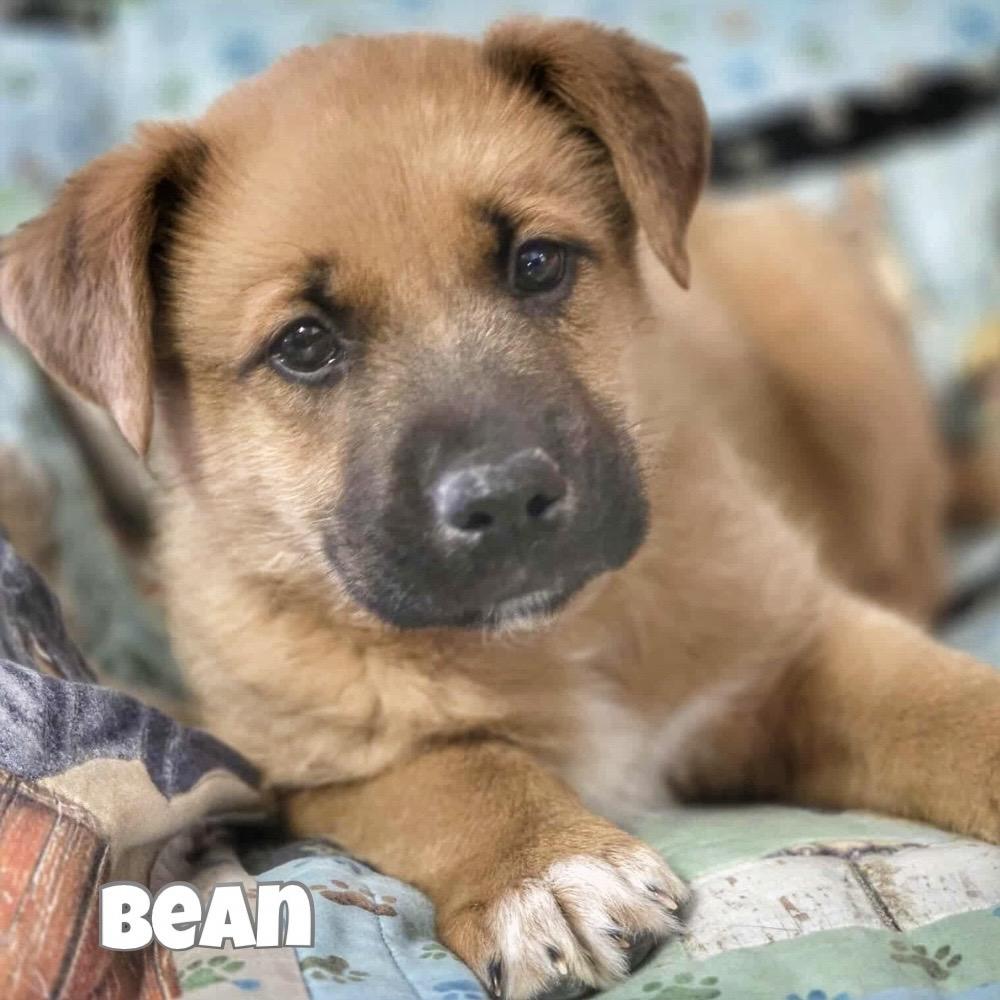 Enlarge Bean, a Adoptable mixed breed in Winnipeg, MB image 1/2
