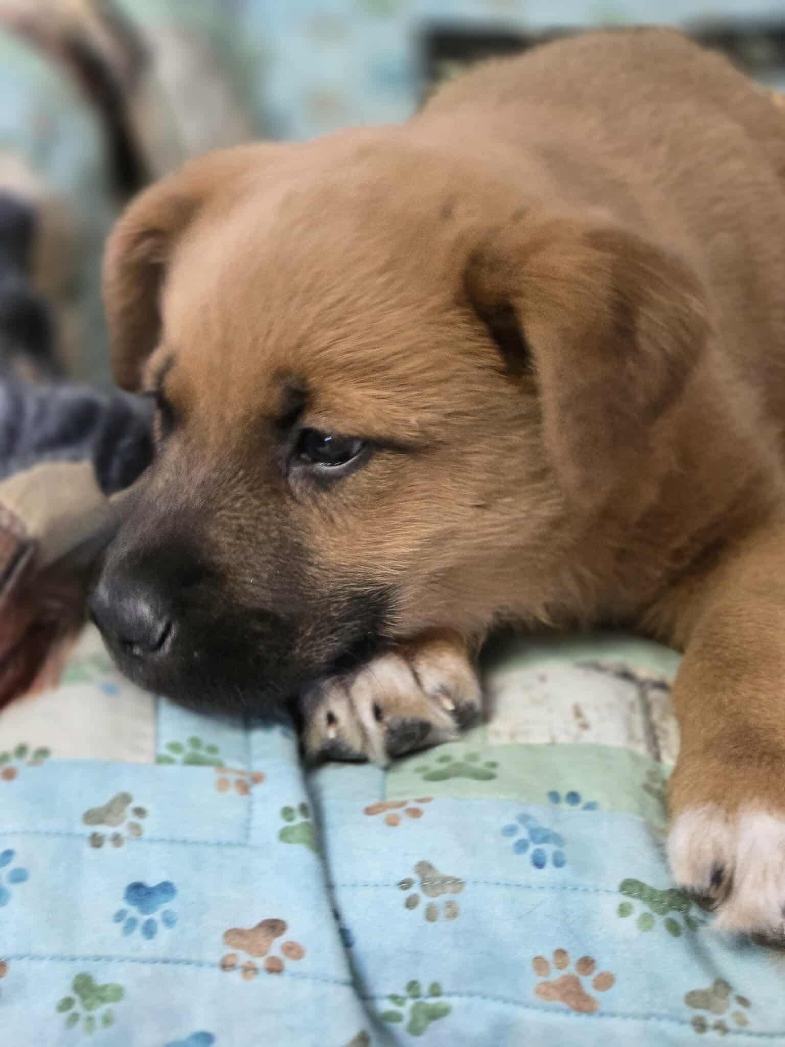 Enlarge Bean, a Adoptable mixed breed in Winnipeg, MB image 2/2