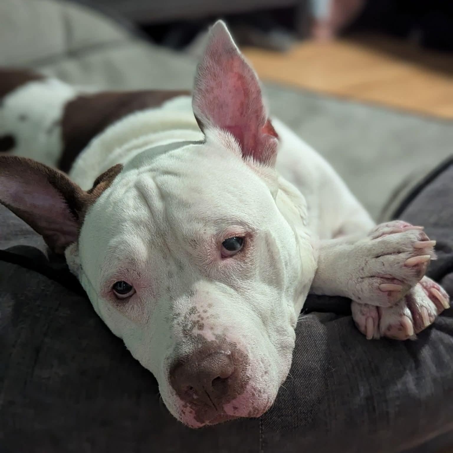 Enlarge PJ, a Adoptable mixed breed in Kentwood, MI image 1/6