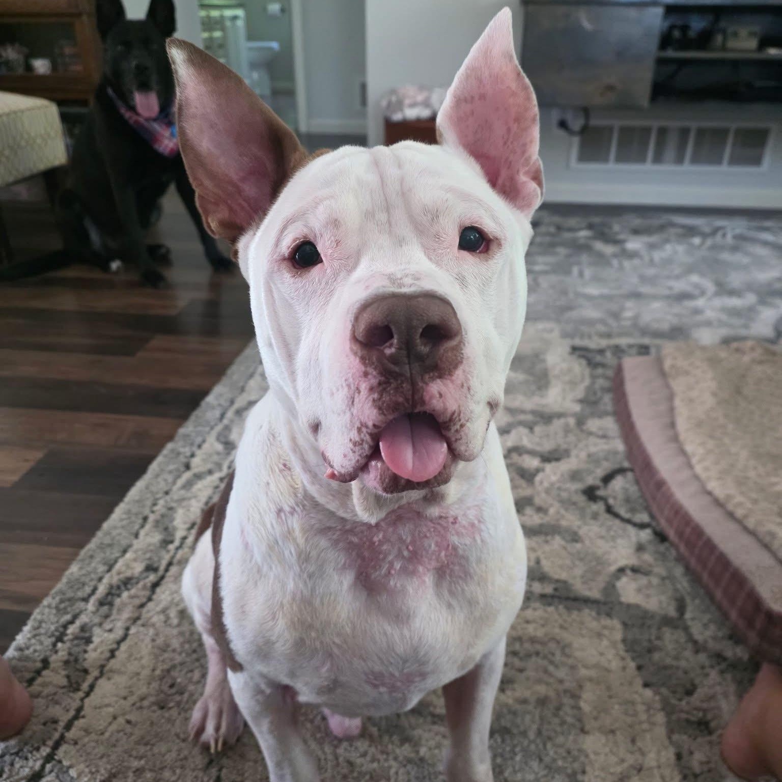 PJ, a ADOPTABLE mixed breed in Kentwood, MI image 1/6