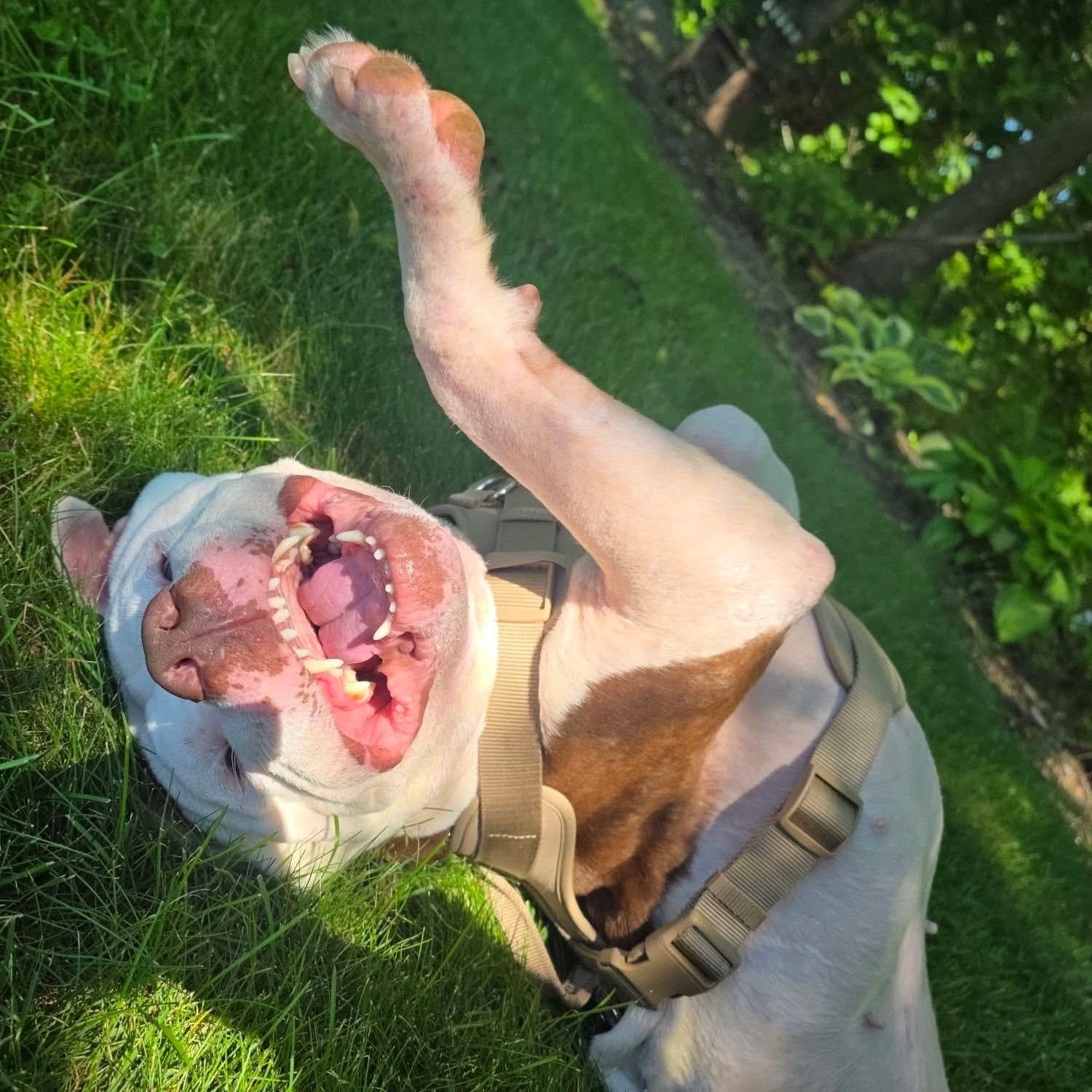 PJ, a ADOPTABLE mixed breed in Kentwood, MI image 4/6