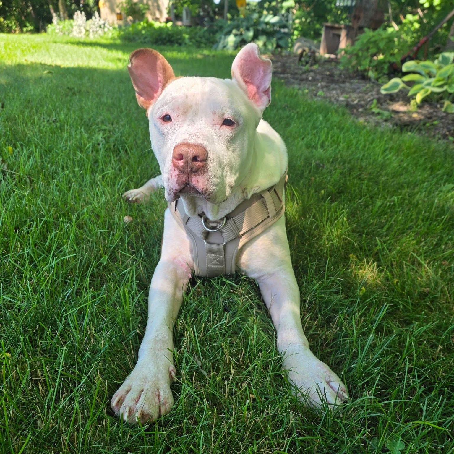PJ, a ADOPTABLE mixed breed in Kentwood, MI image 5/6