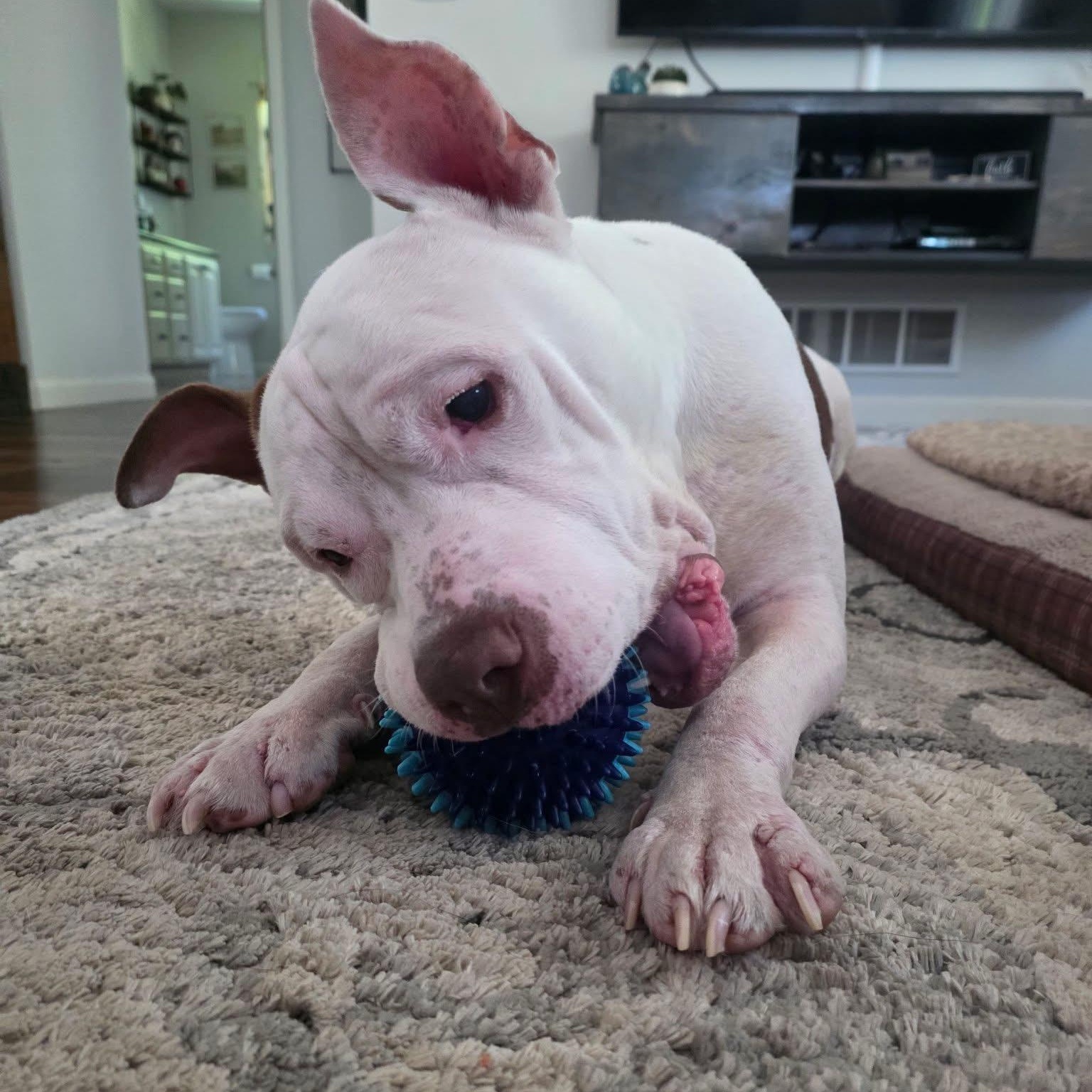 PJ, a ADOPTABLE mixed breed in Kentwood, MI image 2/6