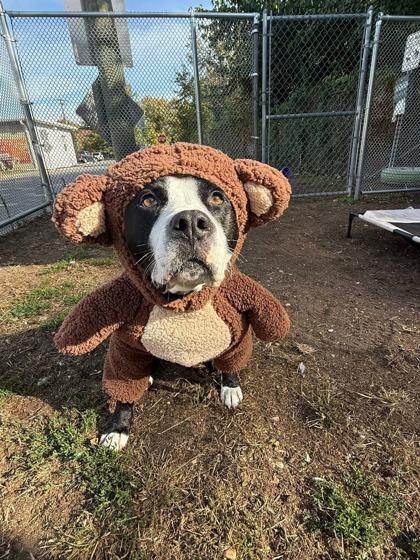 Enlarge Bret Michaels, a Adoptable mixed breed in Wantagh, NY image 1/4