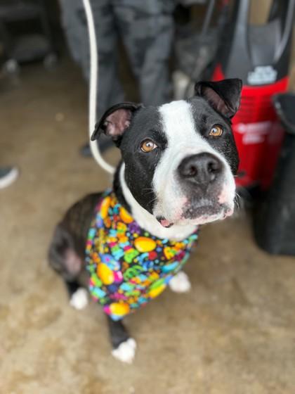 Enlarge Bret Michaels, a Adoptable mixed breed in Wantagh, NY image 2/4