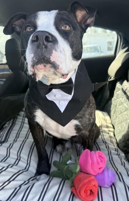 Enlarge Bret Michaels, a Adoptable mixed breed in Wantagh, NY image 4/4